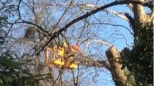 Manifestation contre l’abattage d’arbres au parc Montmuzard 